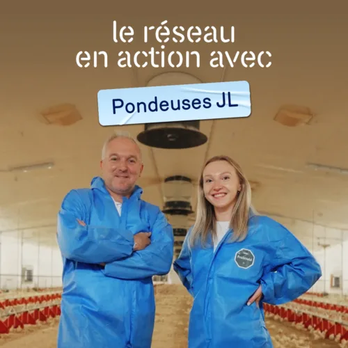 Pondeuses JL